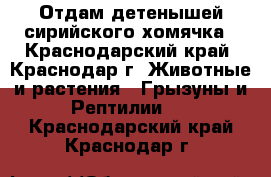 Отдам детенышей сирийского хомячка - Краснодарский край, Краснодар г. Животные и растения » Грызуны и Рептилии   . Краснодарский край,Краснодар г.